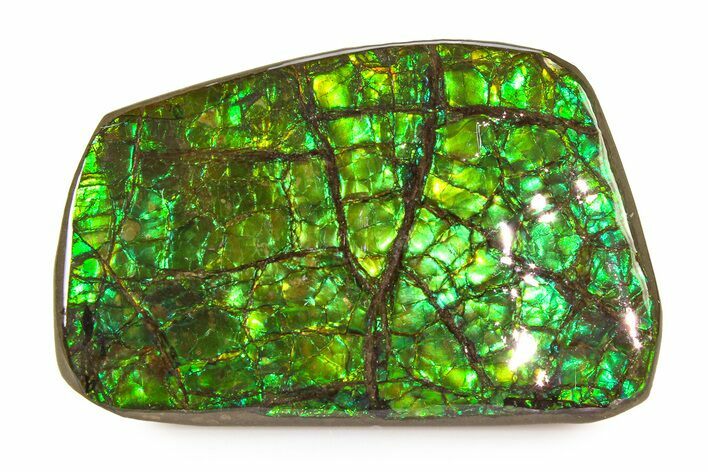 Iridescent Ammolite (Fossil Ammonite Shell) - Brilliant Greens #336274